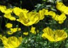 Фото Меконопсис камбрийский - редкий многолетний садовый цветок. Семена с доставкой по России.
