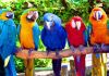 Фото Крупные попугаи ара какаду