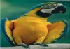 Фото Попугай сине желтый ара